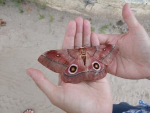 Look at the size of that moth! The only leftover bug the next morning.