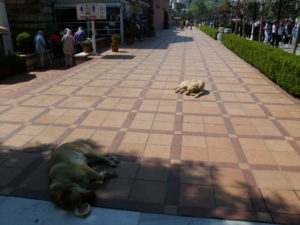 Dogs of Istanbul