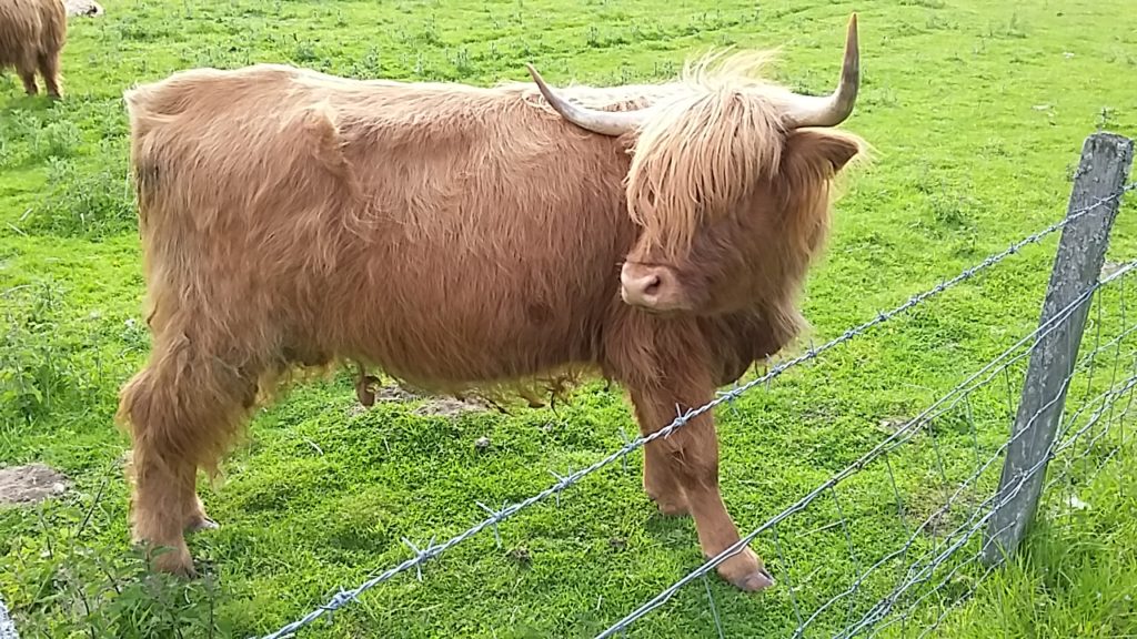 UK en Ierland Highland Cows