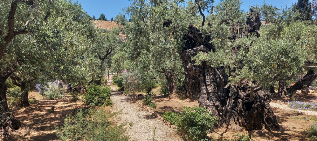 Olyfbome in die Tuin van Getsemane
