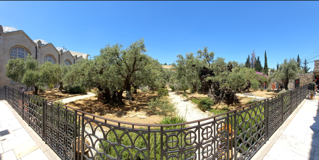Olyf Bome in die Tuin van Getsemane