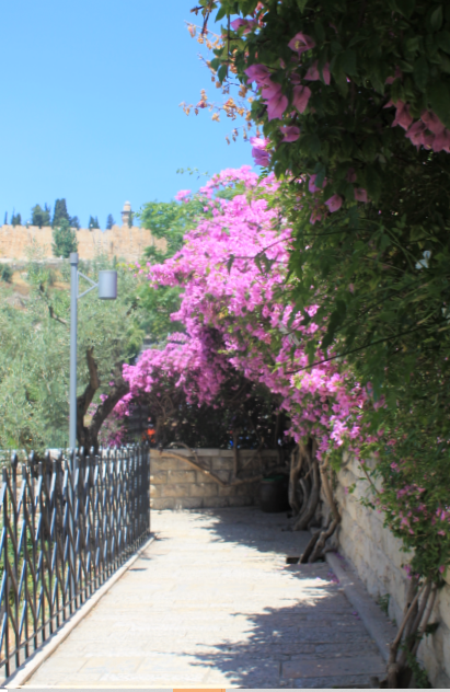 Getsemane Pienk Bougenvilla