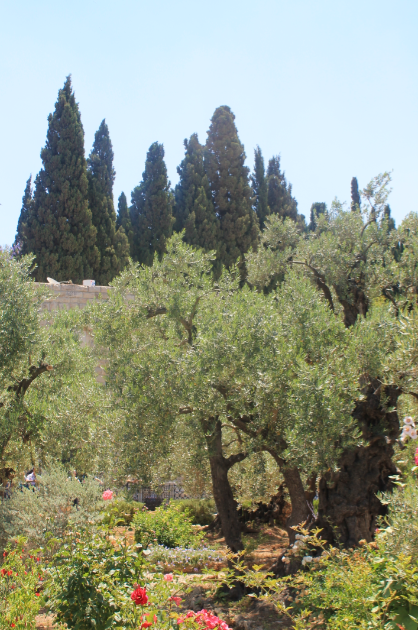 Getsemane
