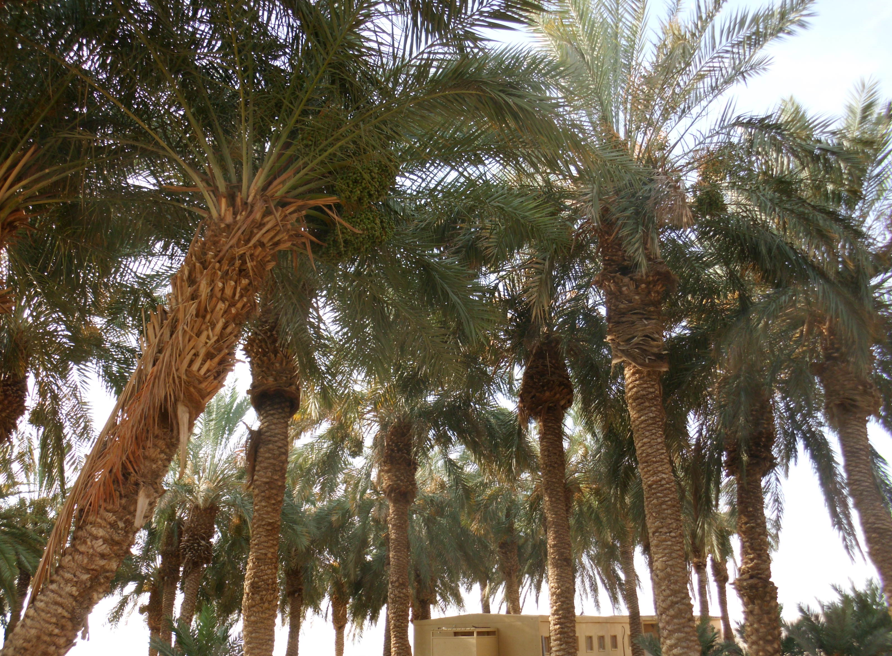 Masada palms
